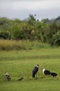 Birds Okavango Delta 